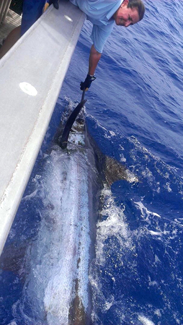 ANGLER: Maria Carnevale SPECIES: Black Marlin WEIGHT: Est. 280kgs LURE: 13" JB Lures Ripper